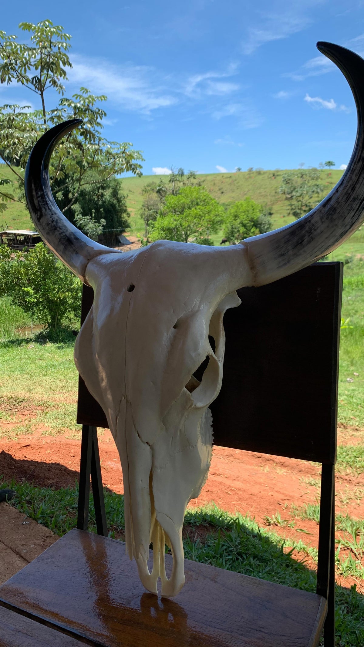 Caveira de Boi Decorativa Sem Pintura – Estilo Autêntico