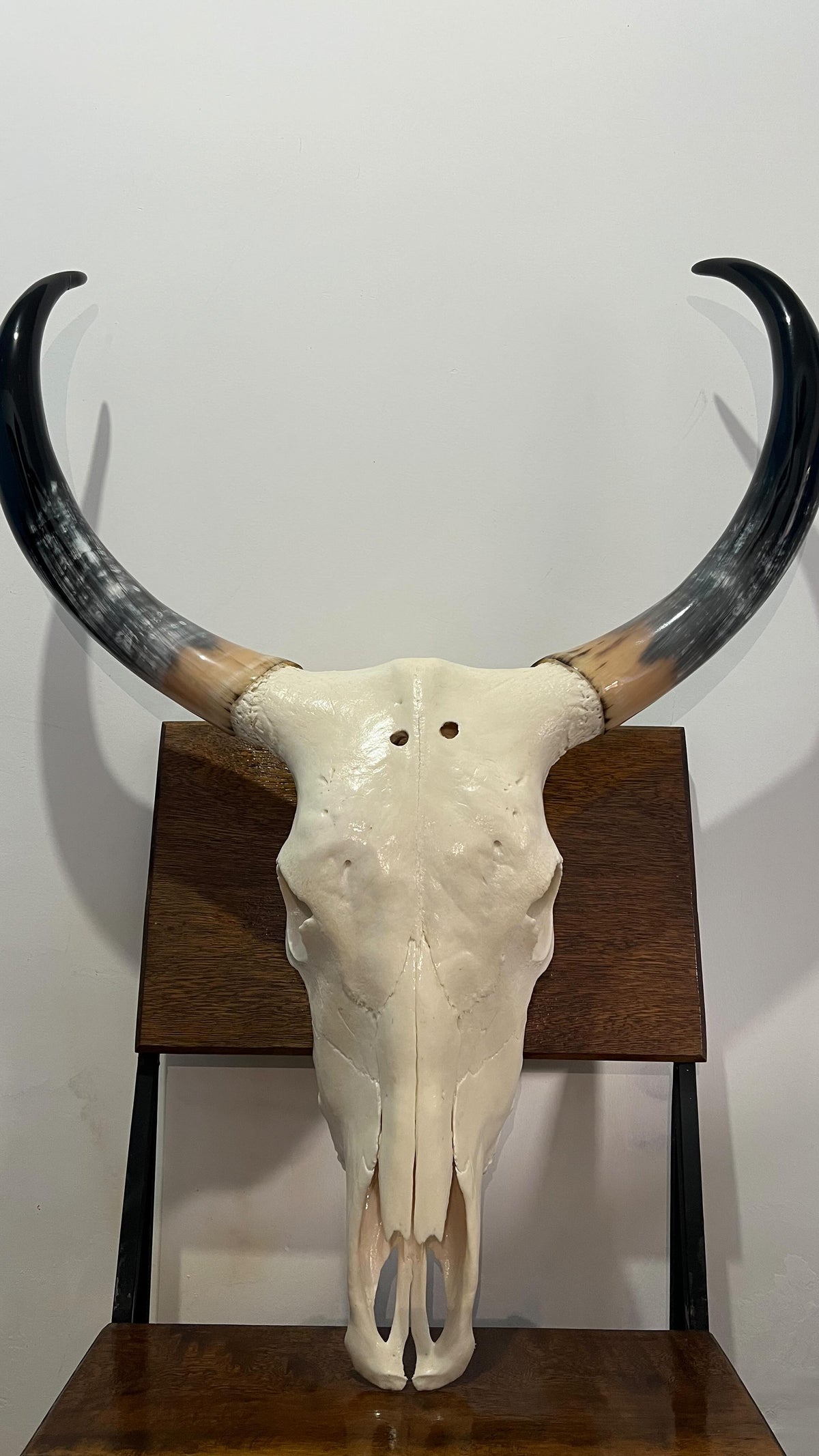 Caveira de Boi Decorativa Sem Pintura – Estilo Autêntico