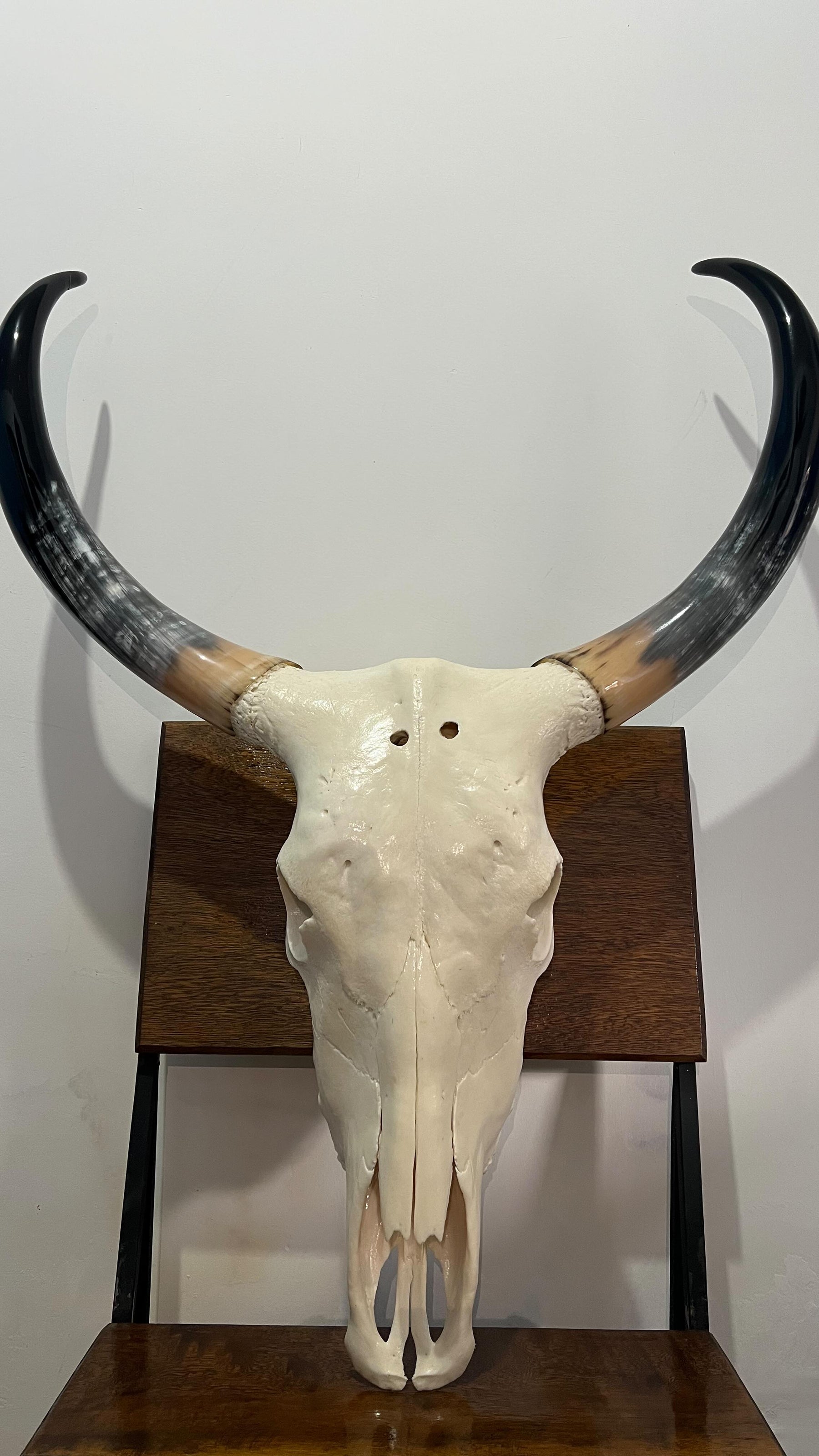 Caveira de Boi Decorativa Sem Pintura – Estilo Autêntico