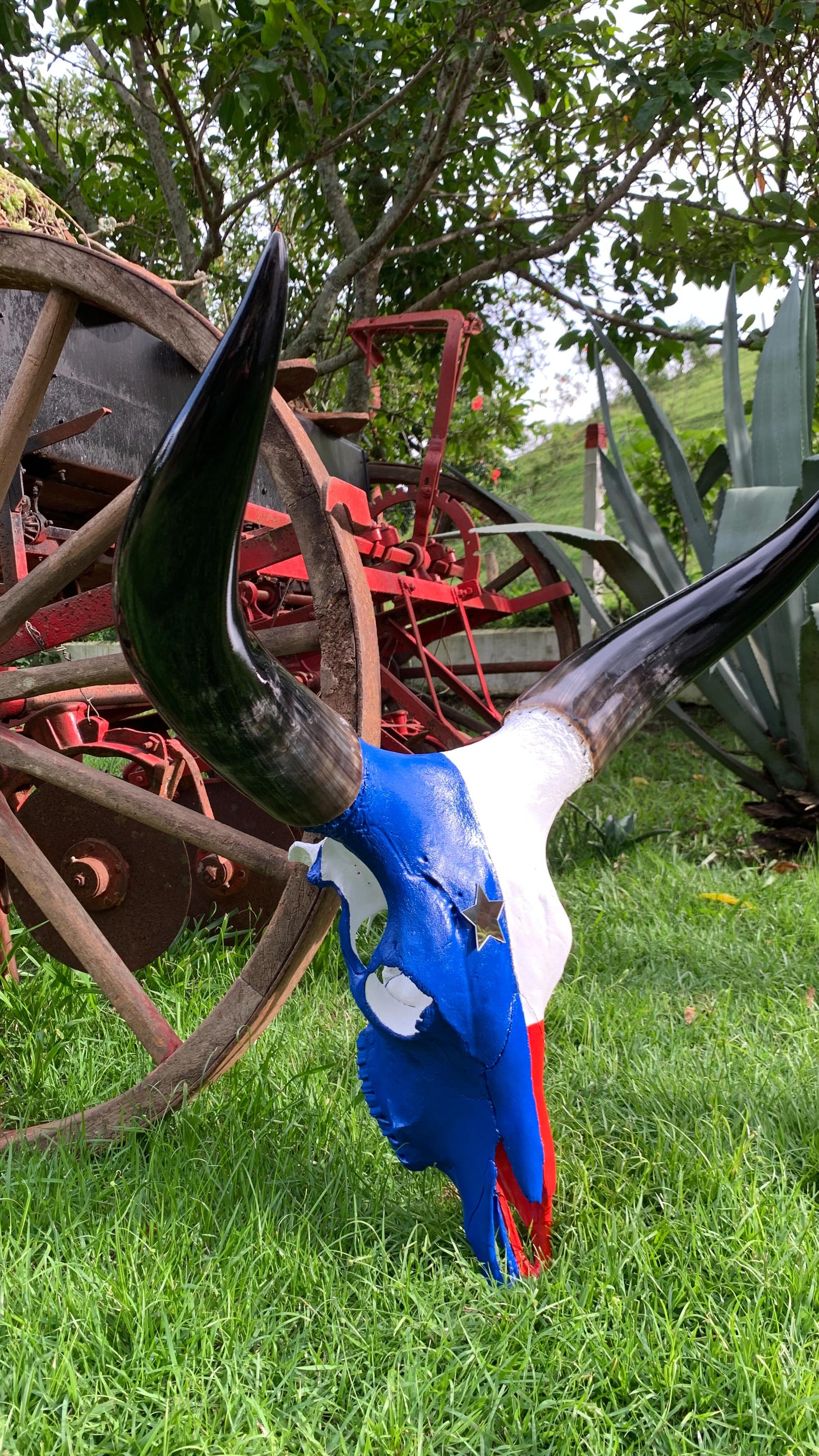 Caveira de Boi Decorativa com Pintura Inspirada na Bandeira do Maranhão – Estilo Autêntico