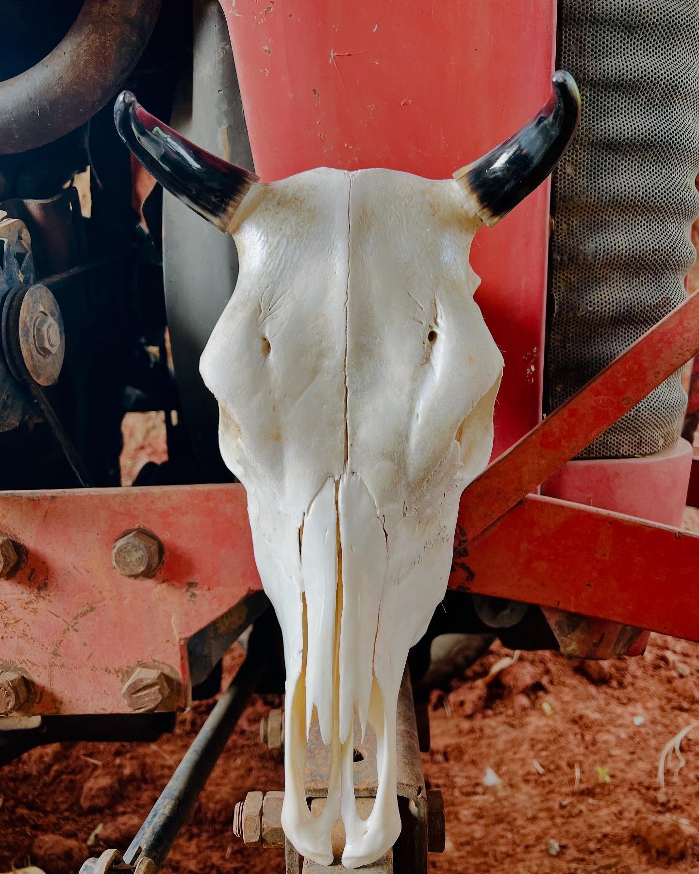 Caveira de Boi Decorativa Cifre Curto – Estilo Rústico Autêntico