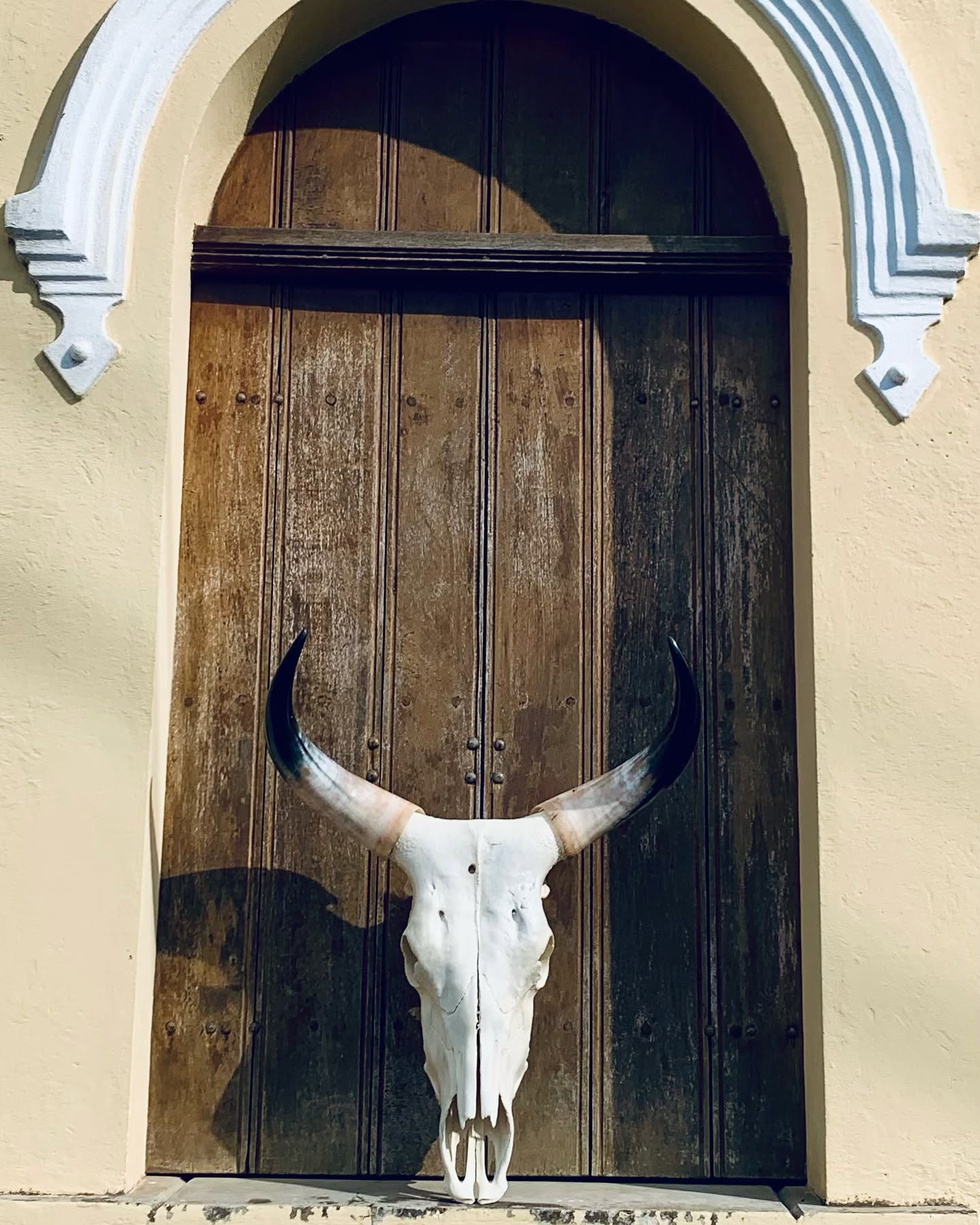 Caveira de Boi Decorativa – Estilo Rústico Autêntico