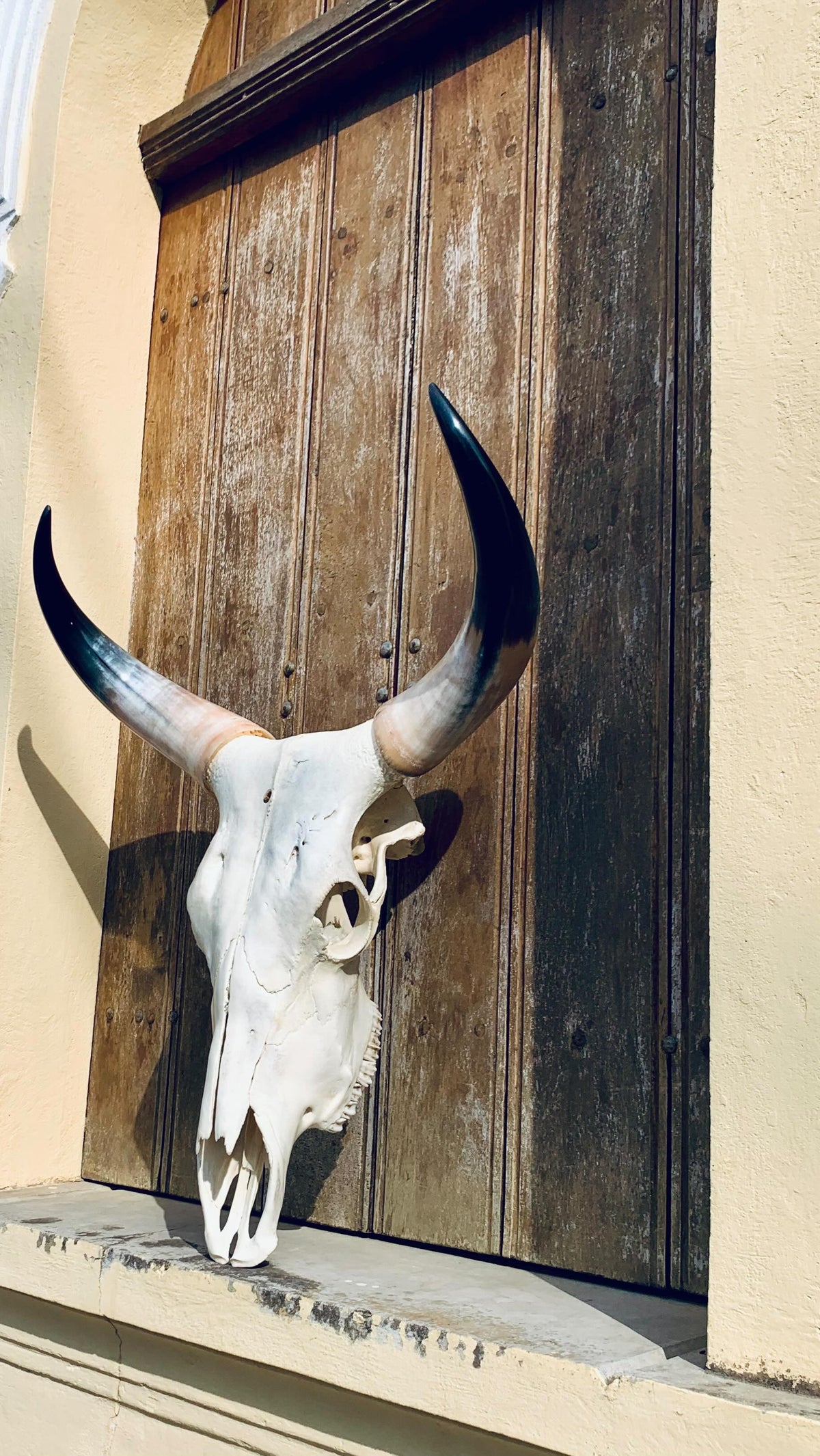 Caveira de Boi Decorativa – Estilo Rústico Autêntico