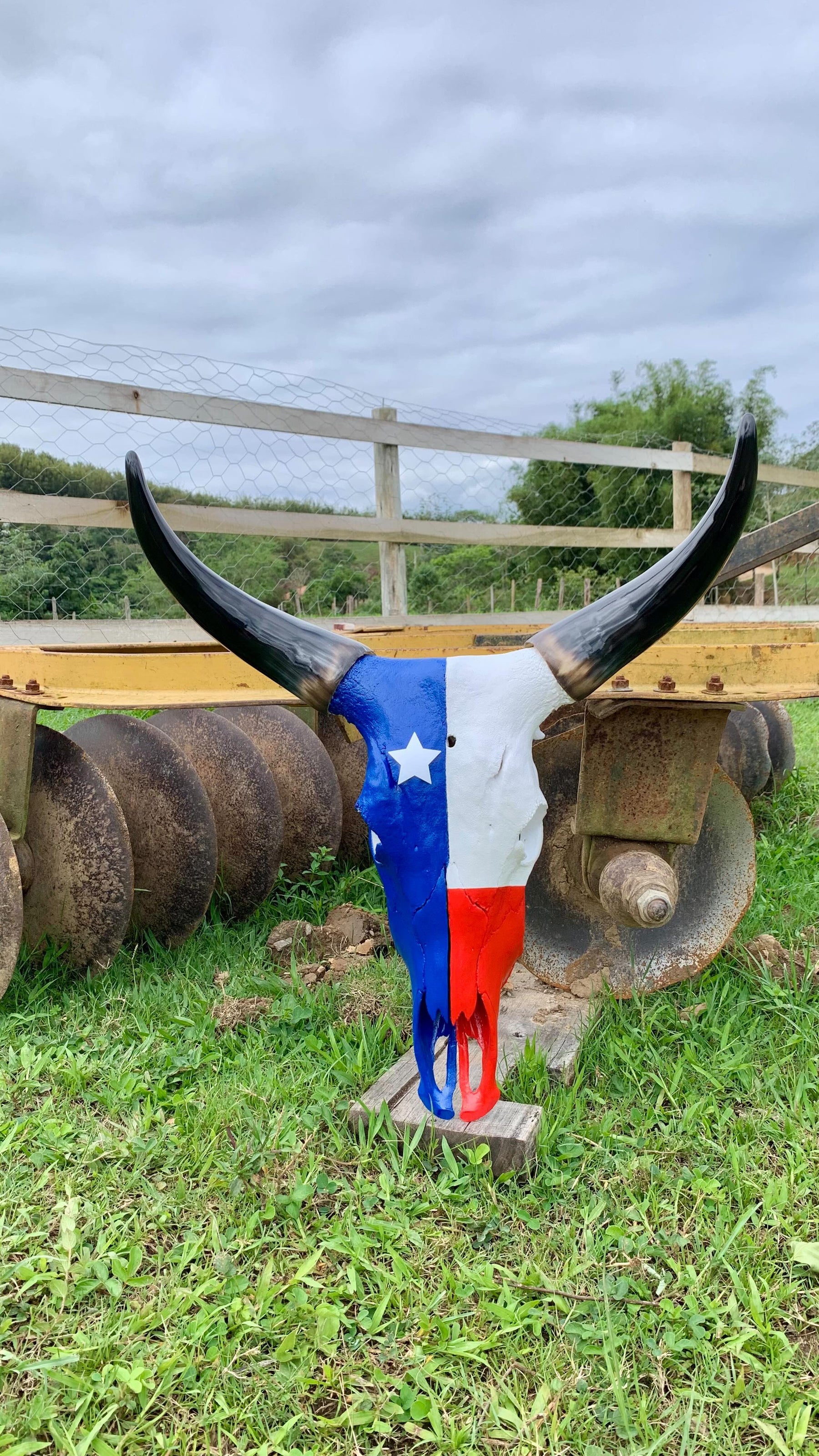 Caveira de Boi Decorativa com Pintura Inspirada na Bandeira do Maranhão – Estilo Autêntico