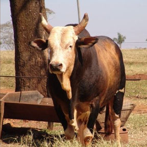 Touro Bandido [Mija Cachaça] +  COPO BRINDE